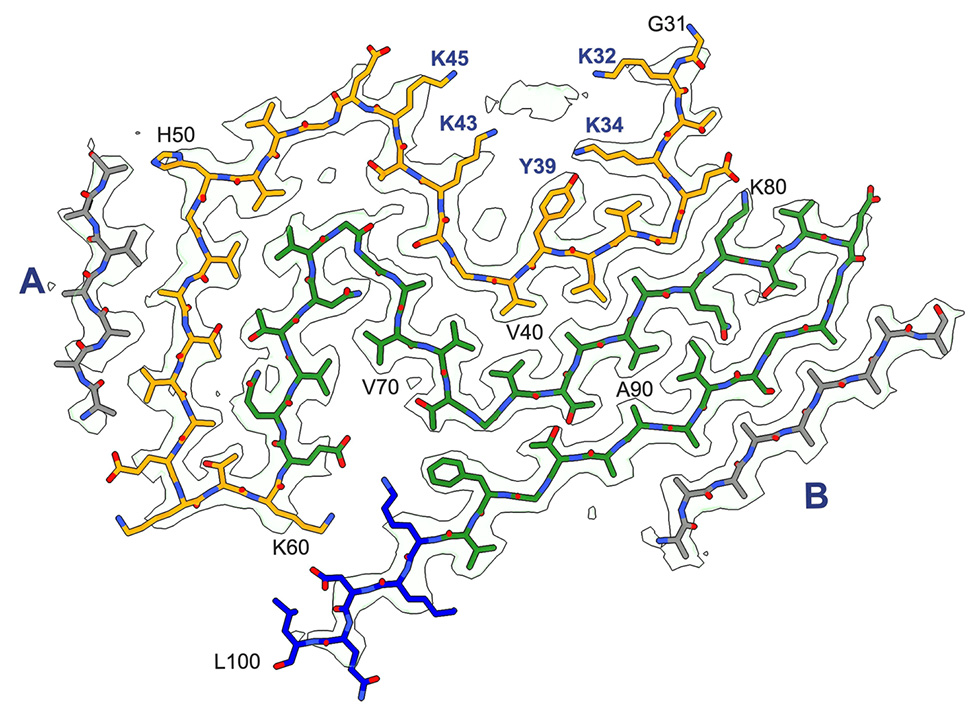 fig:Cryo-EM density map and atomic model of the Lewy fold