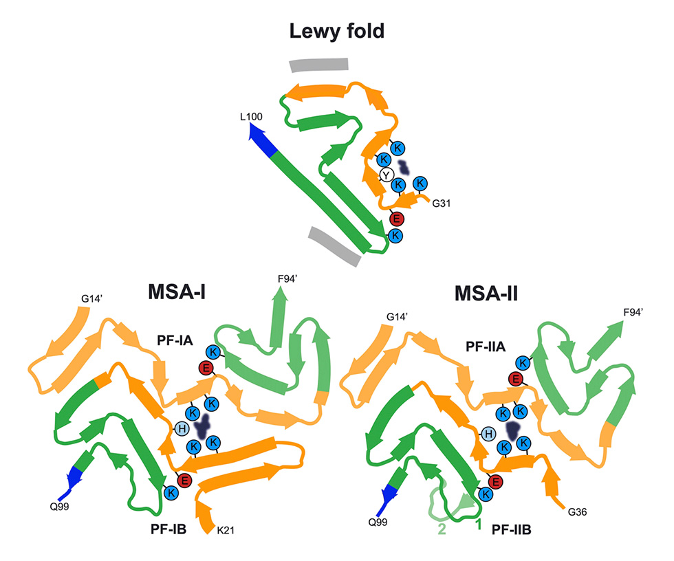 fig:Secondary structure elements in the Lewy and multiple system atrophy (MSA) folds