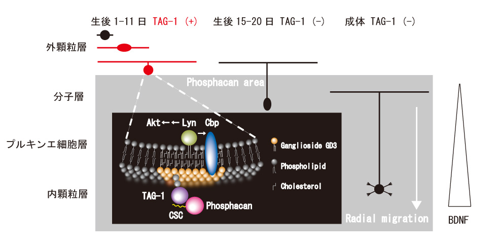 本研究の概要