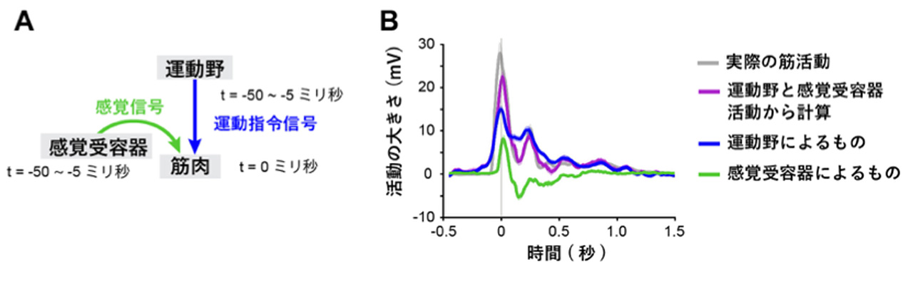 図2 運動野と感覚受容器の活動を用いて、筋肉の活動の再構成の例