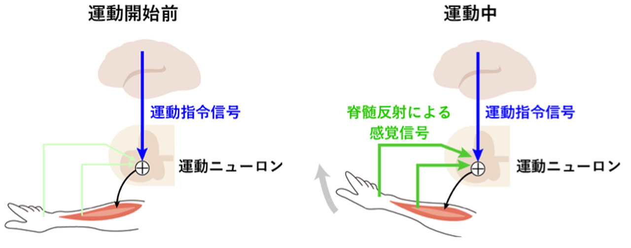 図3 自発運動において脊髄運動ニューロンで統合される感覚信号と運動指令信号