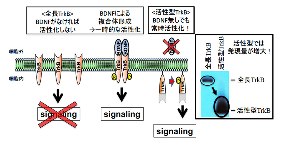 図1：常時活性型TrkB の構造と発現レベルの増大