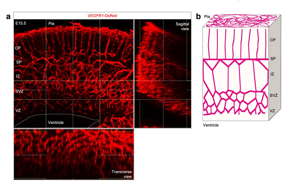 図1 マウス胎生期大脳皮質の血管パターン