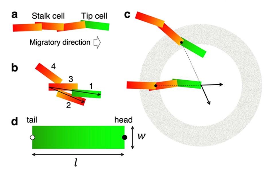 図2 数理モデルのエージェントとして先端細胞