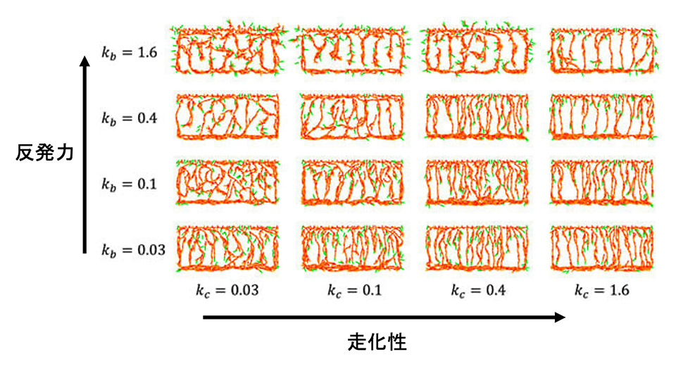 図3 走化性(kc)と反発力（kb）の強さによって血管のパターンが変わる