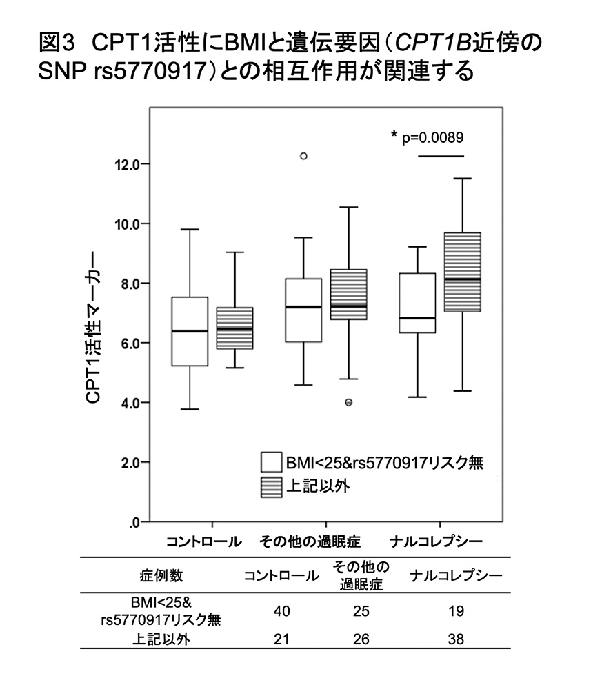 図3 CPT1活性にBMIと遺伝要因（CPT1B近傍のSNP rs5770917）との相互作用が関連する