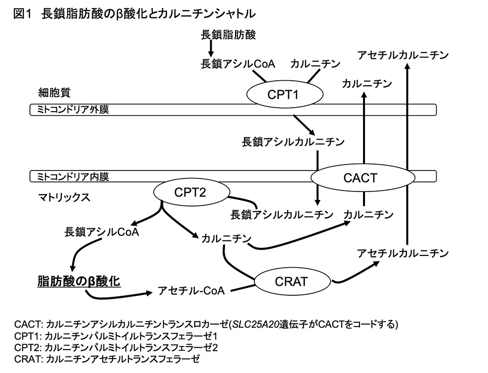 図1 長鎖脂肪酸のβ酸化とカルニチンシャトル