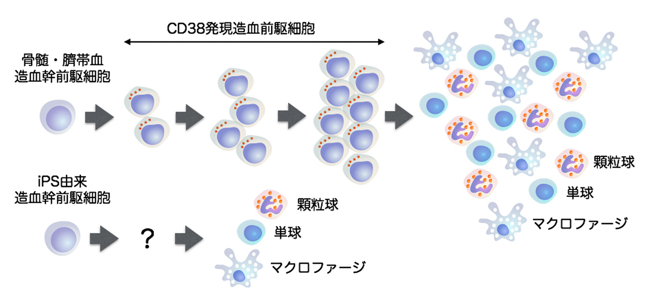 図2 骨髄・臍帯血造血幹前駆細胞とiPS由来造血幹前駆細胞の分化様式の違い。