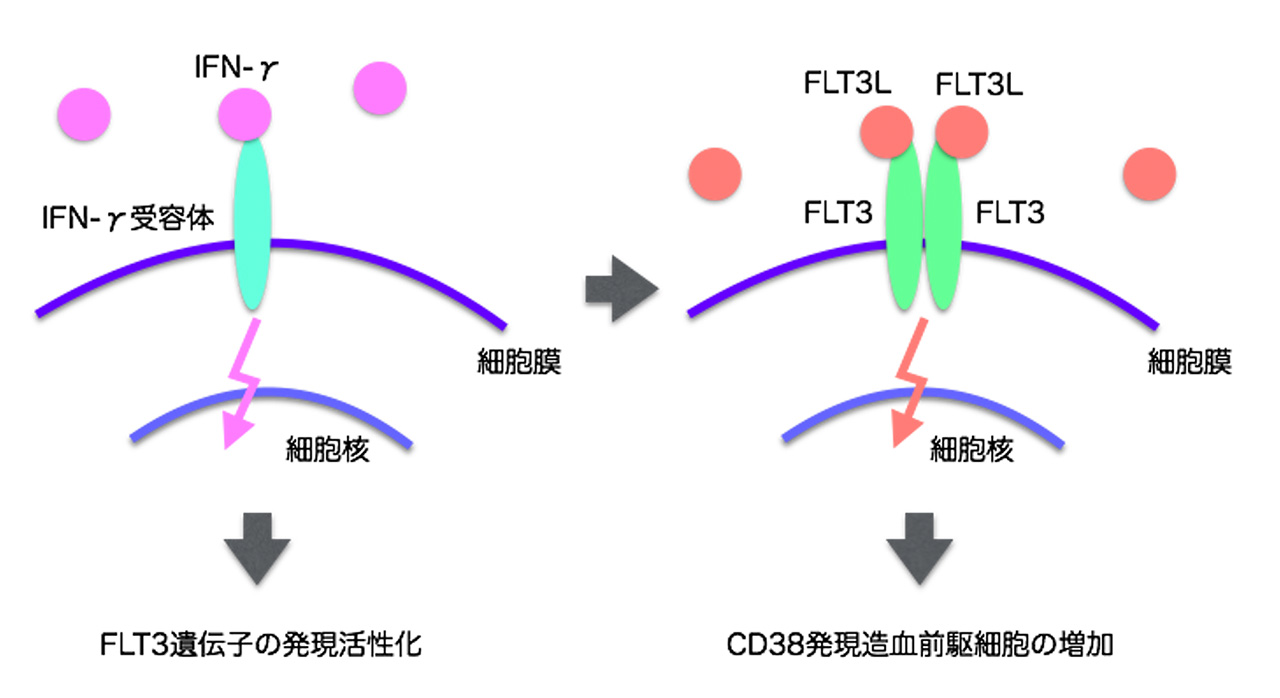 図3 iPS由来造血幹前駆細胞におけるFLT3の発現活性化と作用機序。