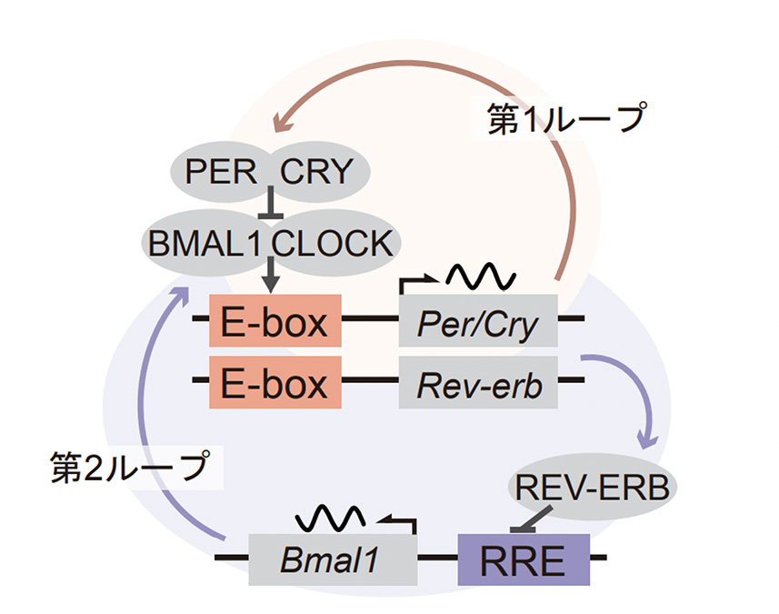 図1:2つのフィードバックループがカップリングした体内時計の従来モデル