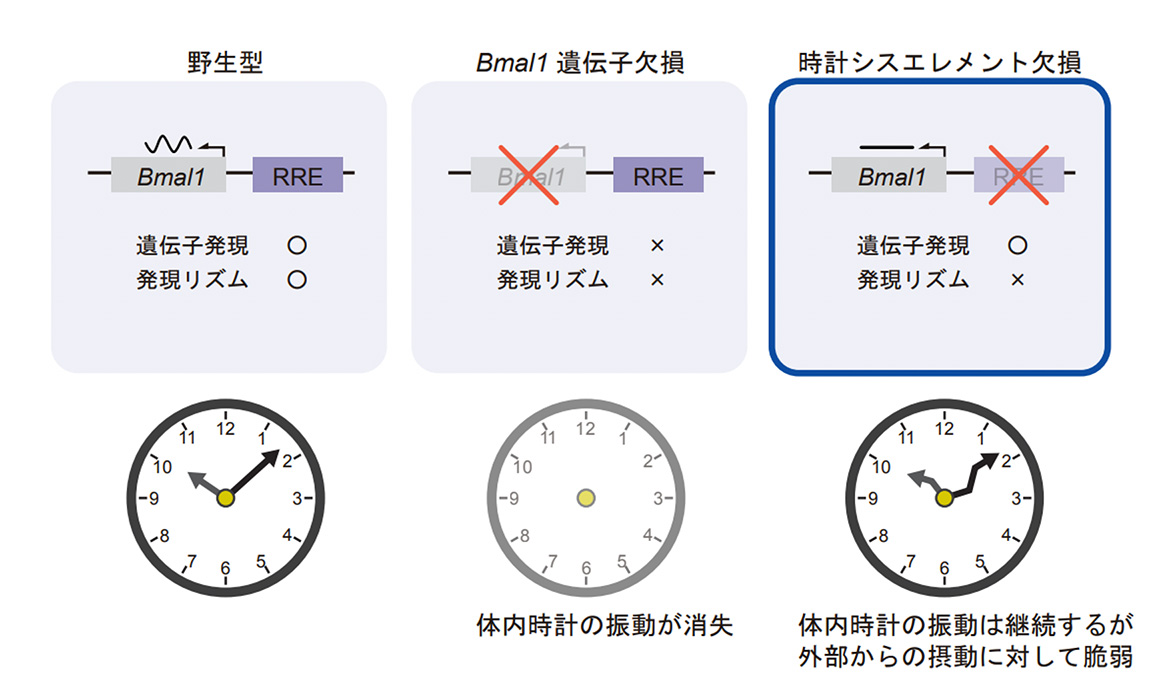 図2:時計遺伝子Bmal1遺伝子のリズム制御と体内時計振動の関連性