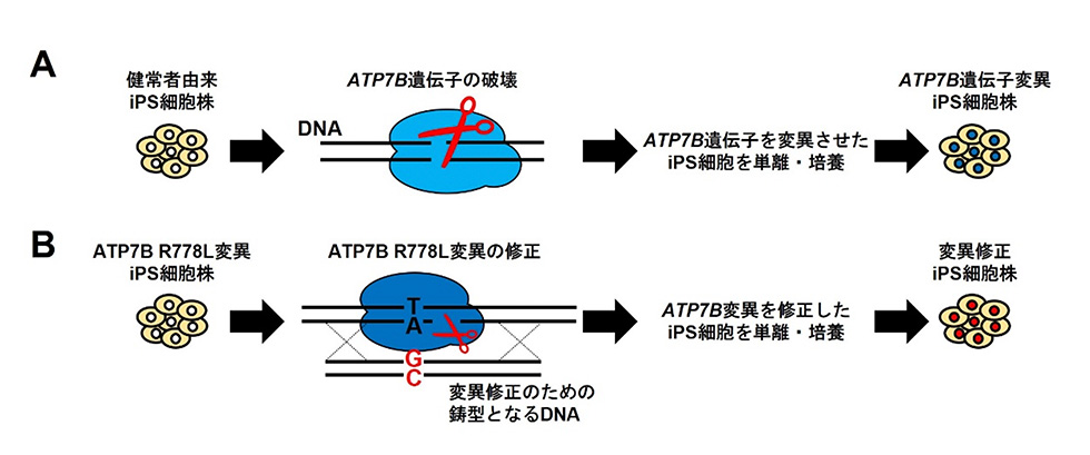図3:ゲノム編集によるATP7B遺伝子の破壊もしくは変異の導入および変異の修正