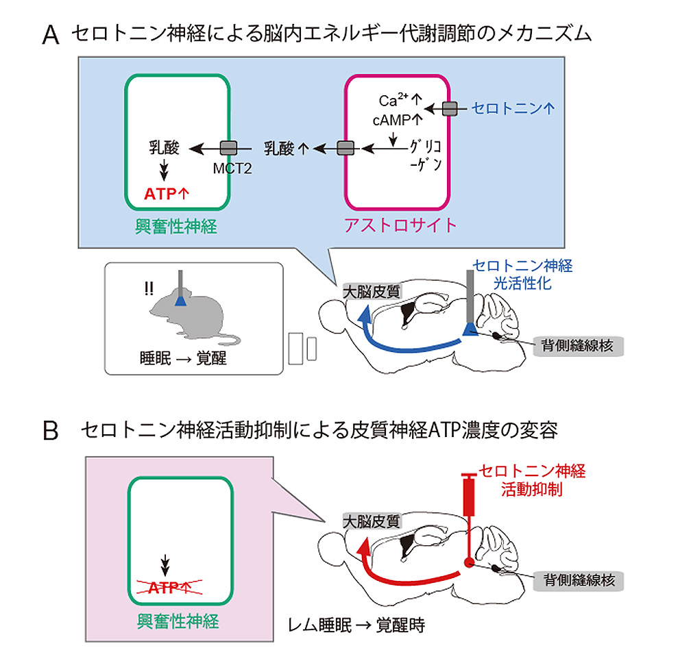 図(A).セロトニン神経による脳内エネルギー代謝調節のメカニズム, 図(B).セロトニン神経活動抑制による皮質神経ATP濃度の変容