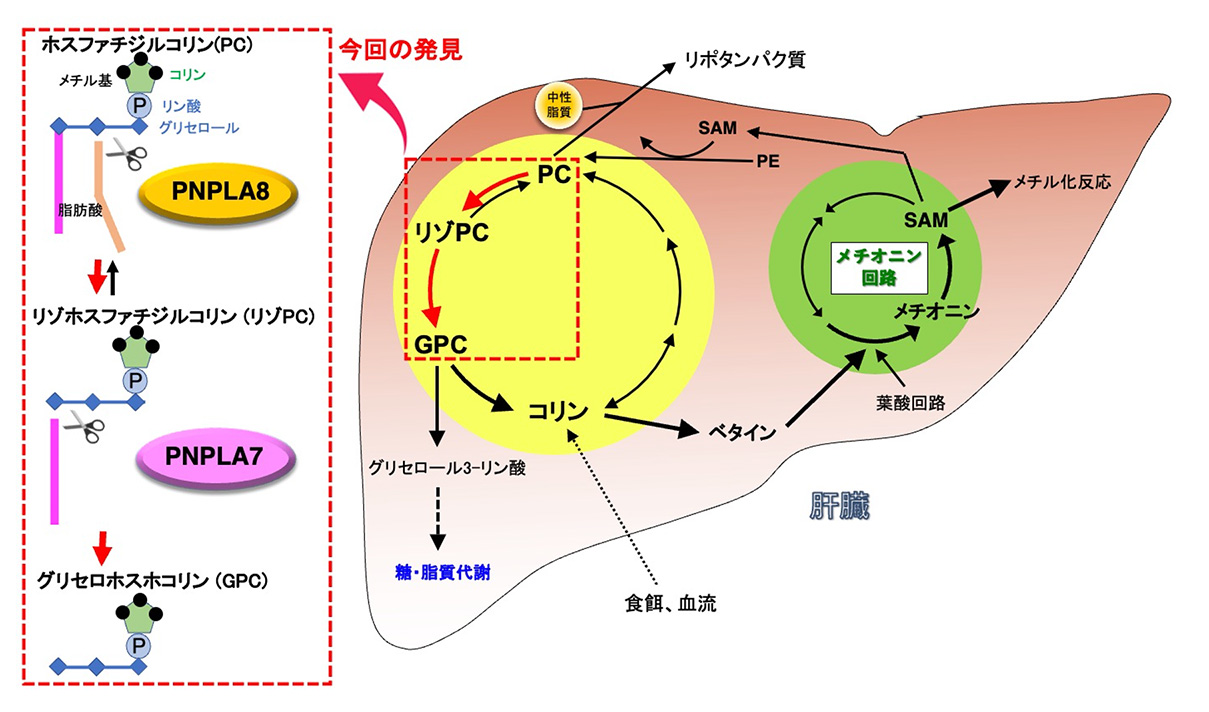 図1 肝臓におけるコリン・メチオニン代謝