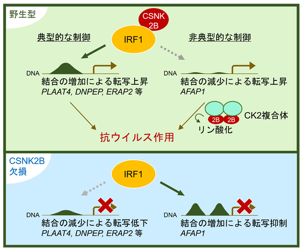 図