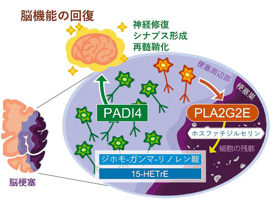 図1. 脂肪酸代謝物によって神経修復が誘導されるメカニズム