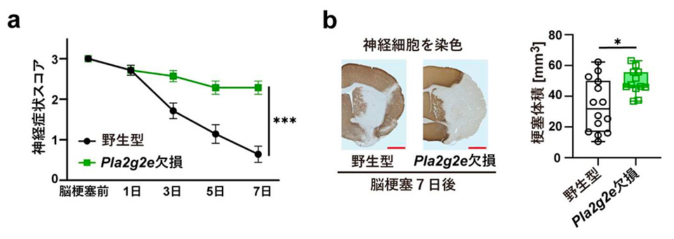 図2. PLA2G2E 欠損マウスにおける脳梗塞後の神経症状の悪化