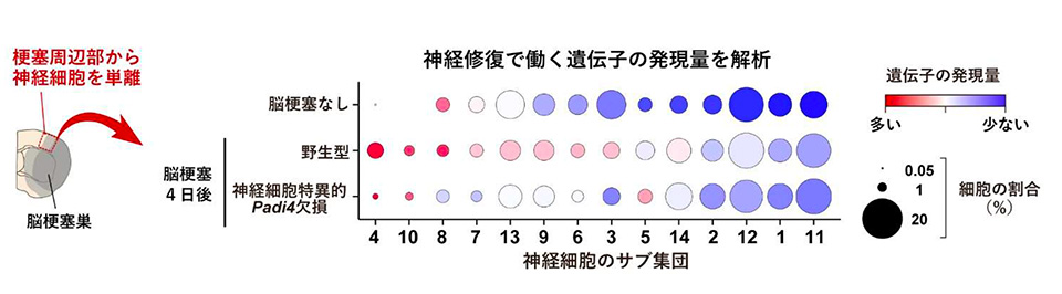図3. 神経細胞における PADI4 依存的な修復遺伝子の発現
