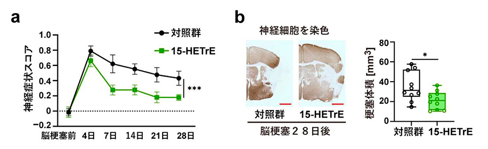 図4.15-HETrE 投与による脳梗塞後の神経症状の改善