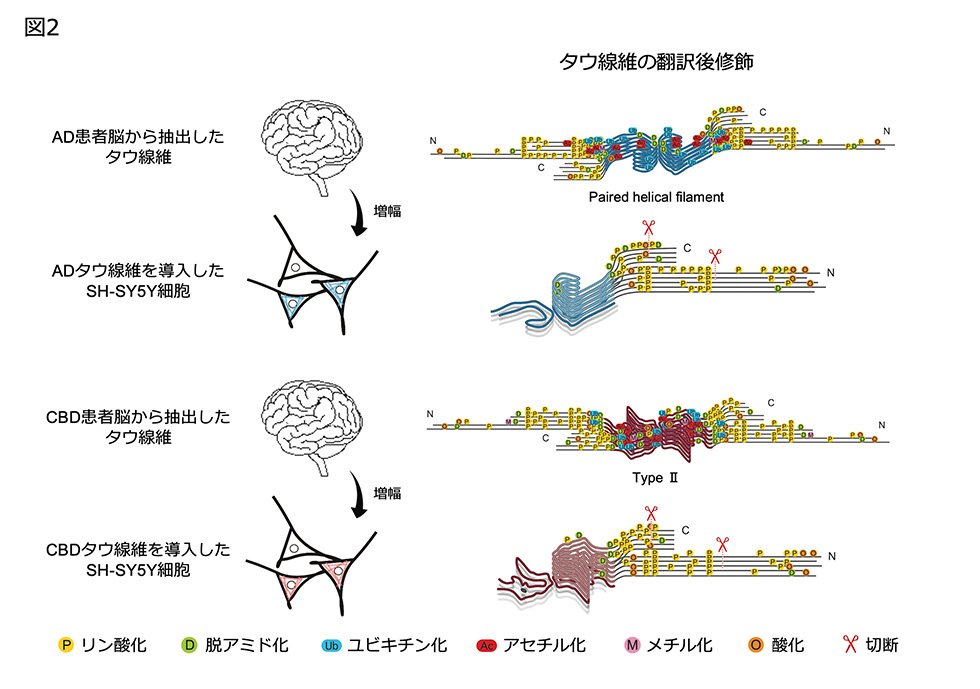 図2 SH-SY5Y細胞において増幅したタウ線維の翻訳後修飾