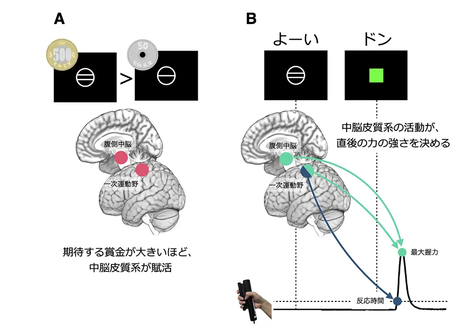 図3.「よーい・ドン」で握る行動課題では、意欲に応じて反応の速さも強さも変わる。