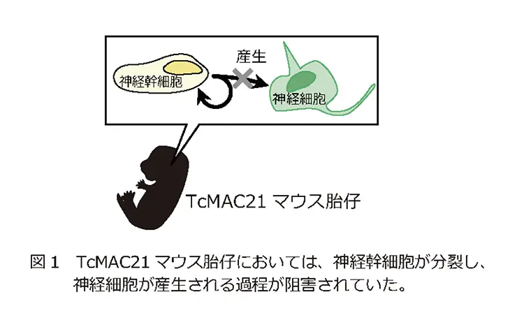 図1．TcMAC21マウス胎仔