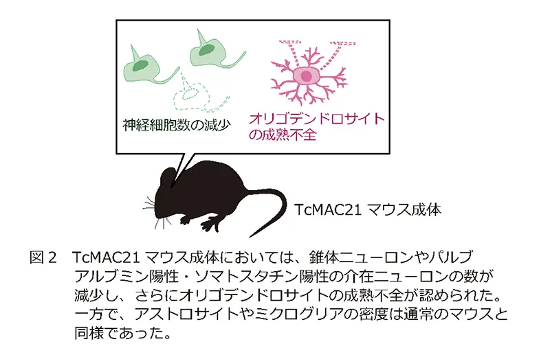 図2.TcMAC21マウス成体