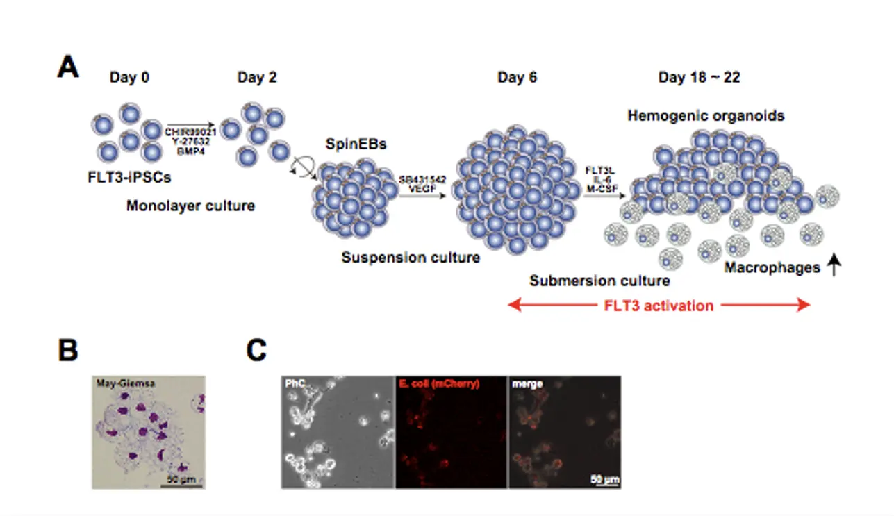 Development of in vitro macrophage induction system of human induced pluripotent stem cells