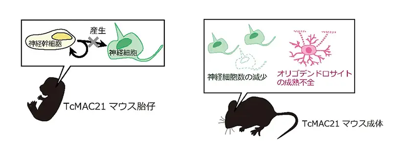 ロマン神経症 ニウロマンティック~ロマン神経症~(LP)/YUKIHIRO TAKAHASHI/高橋