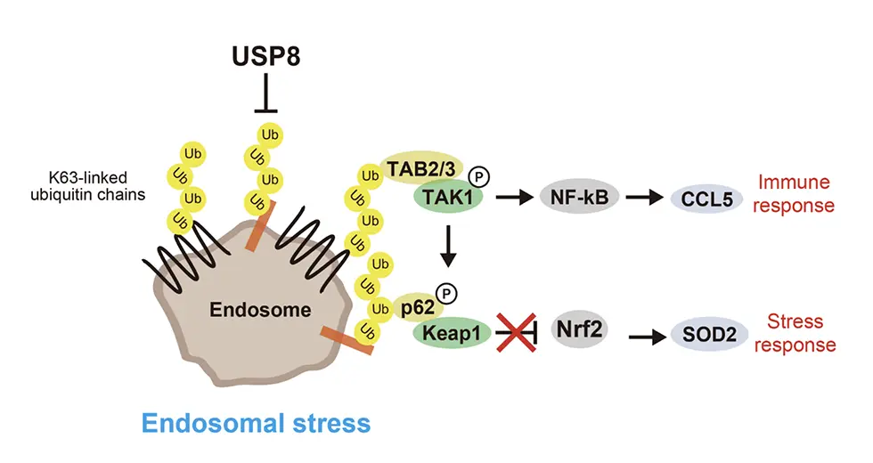図2.エンドソームストレスと下流のシグナル伝達経路