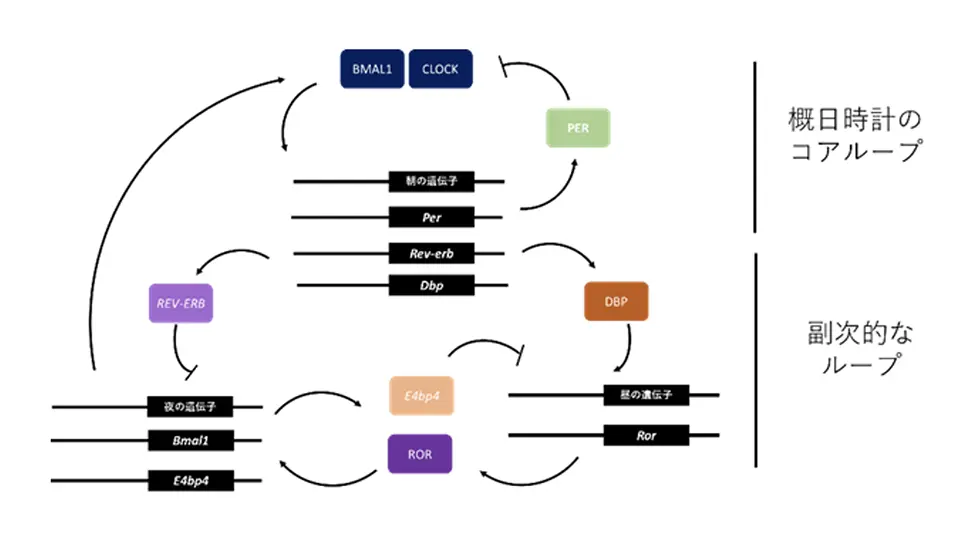 図1：概日時計におけるコアループと副次的ループ