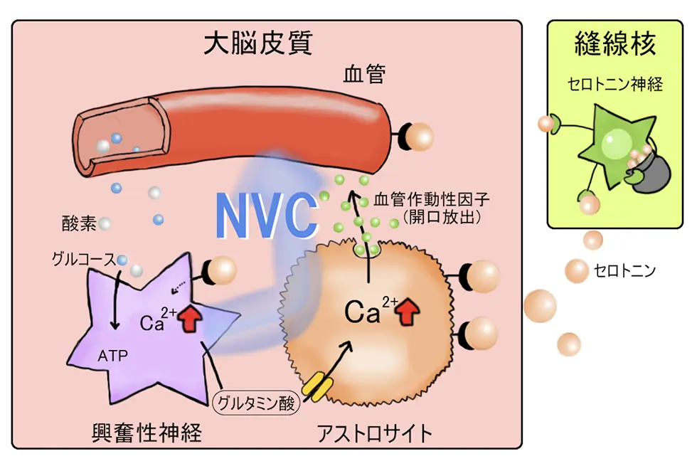 セロトニン神経によるNVCを一部介した大脳皮質の血流調節メカニズム