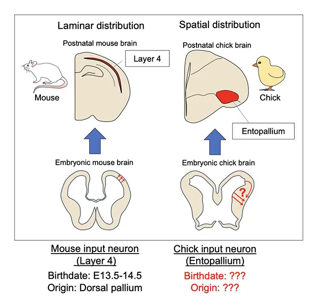 図1. 哺乳類・鳥類の脳発生研究