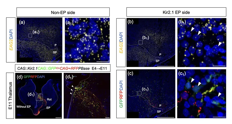 図3. 視床にKir2.1を導入した際のEntopalliumでのEAG2発現変化