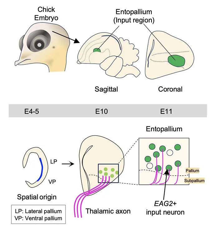 図4. 視床にKir2.1を導入した際のEntopalliumでのEAG2発現変化