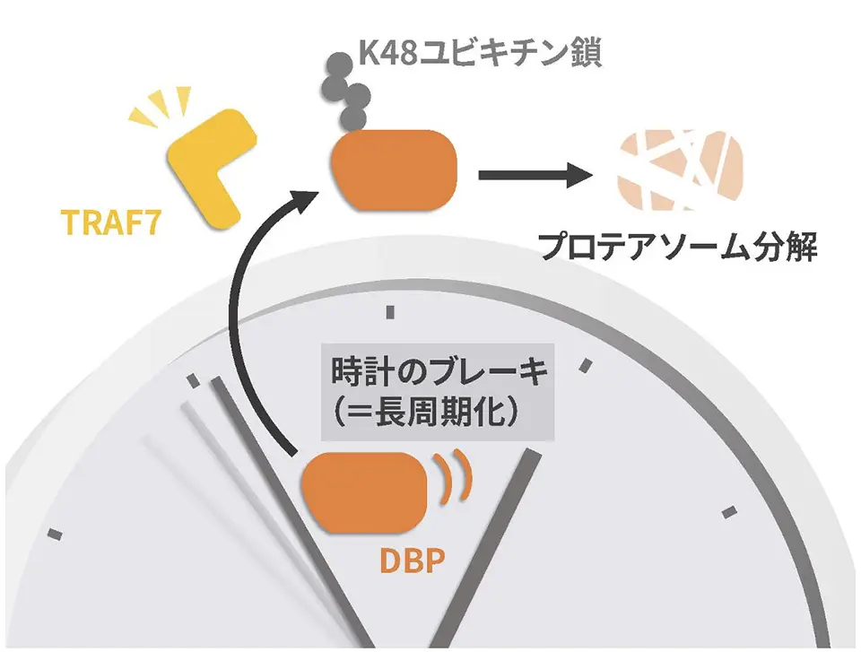 参考図:本研究の概要
