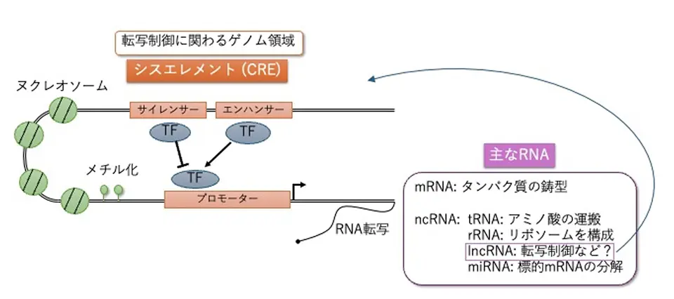 転写制御に関わるさまざまな要素