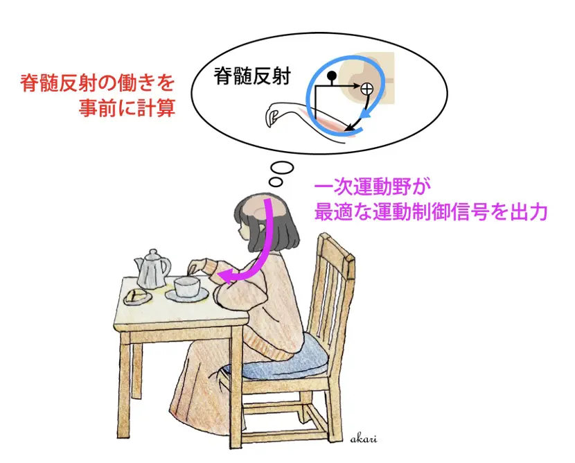 無意識的な反射を予測して、身体の動きを制御している―運動制御の新たな神経メカニズムを解明―