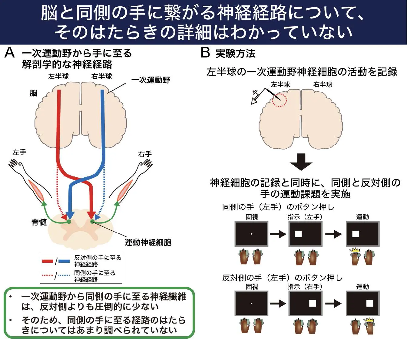 図1：一次運動野から手の筋肉に至る解剖学的経路と本実験の実験方法 