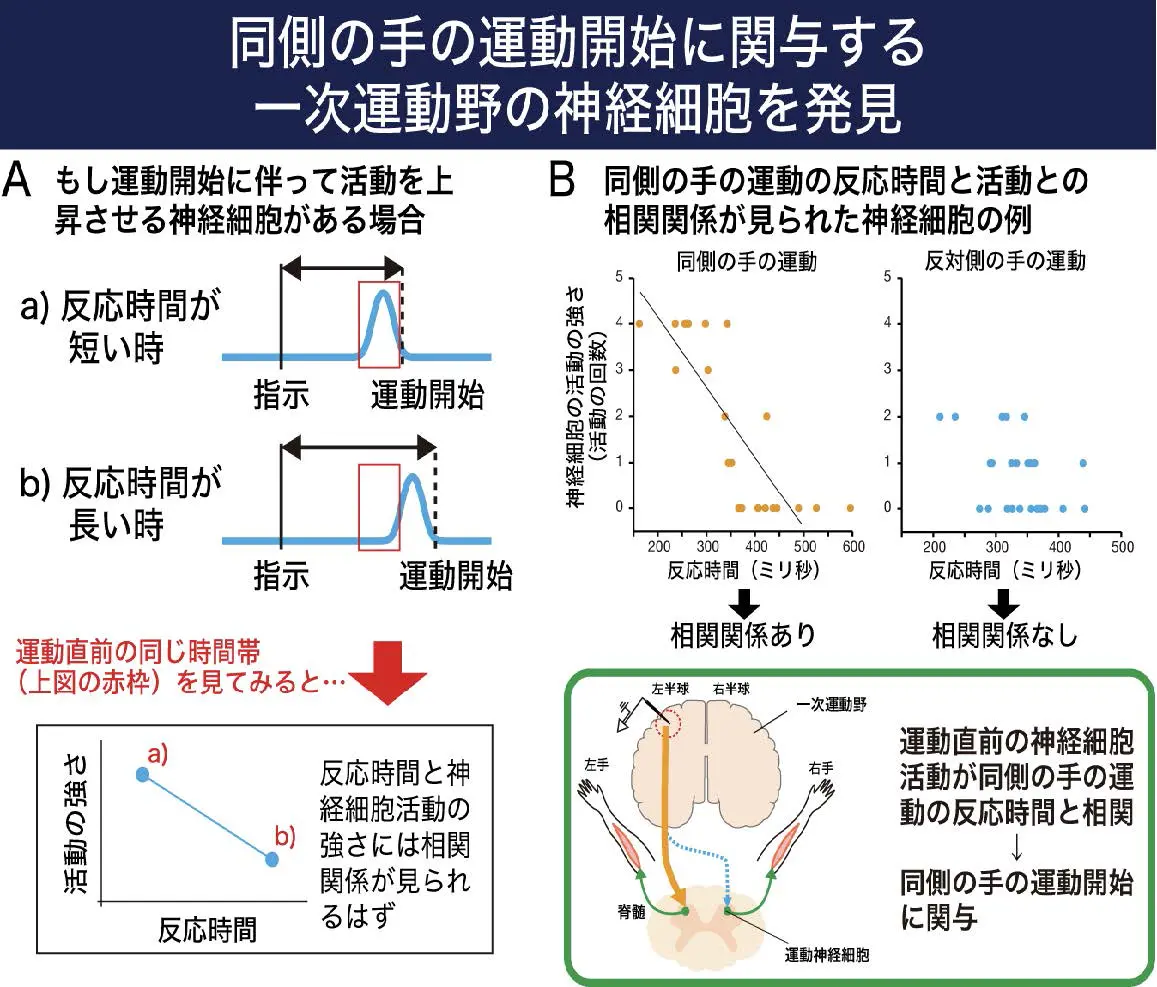 図2：同側の手の運動開始に関わる神経細胞の例