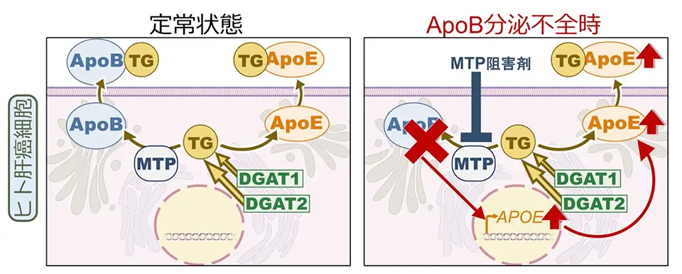ApoB と ApoE による相互補完的なトリグリセリド（TG）調節のモデル