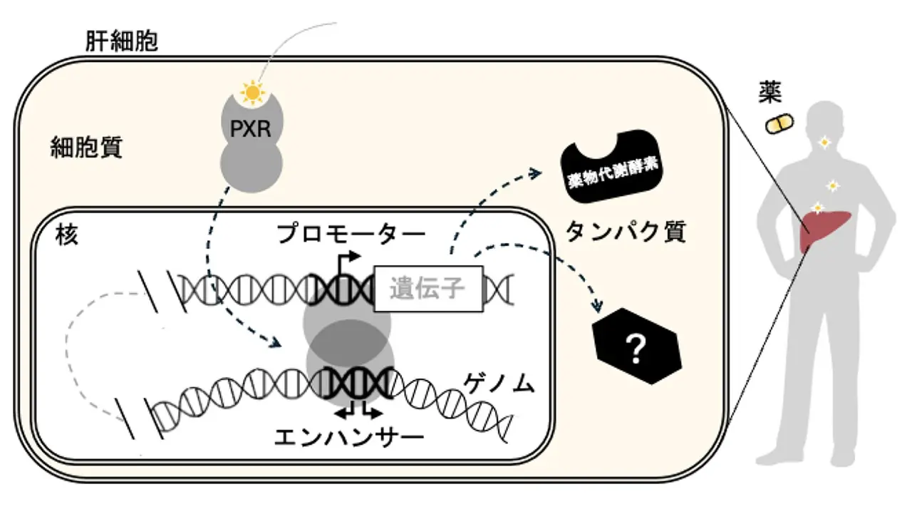 図1プロモーターやエンハンサーなどのシス制御エレメントが、薬剤によって活性化されたPXRと結合することで、遺伝子発現を誘導する