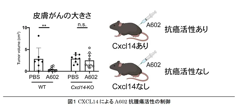 図1 CXCL14 による A602 抗腫瘍活性の制御