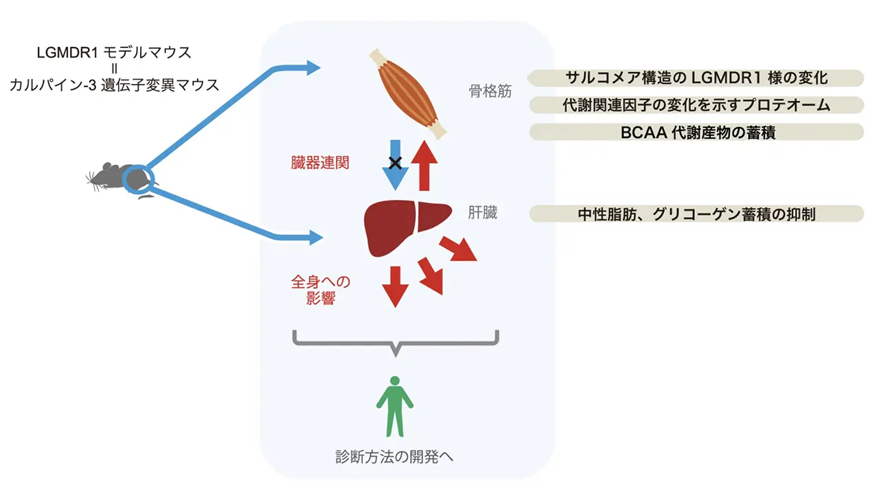 図3 LGMDR1モデルマウスの骨格筋から全身への影響から診断方法の確立へ