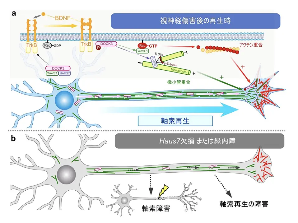 図4 本研究成果のまとめ