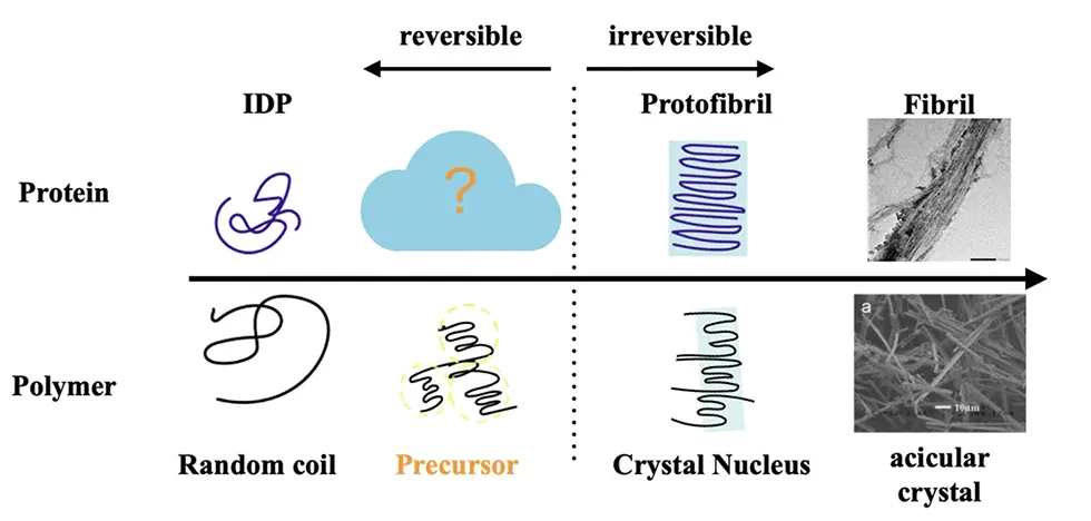 図1.天然変性タンパク質の線維化と高分子結晶との類似性。今回、タウタンパク質において前駆体クラスターを発見した
