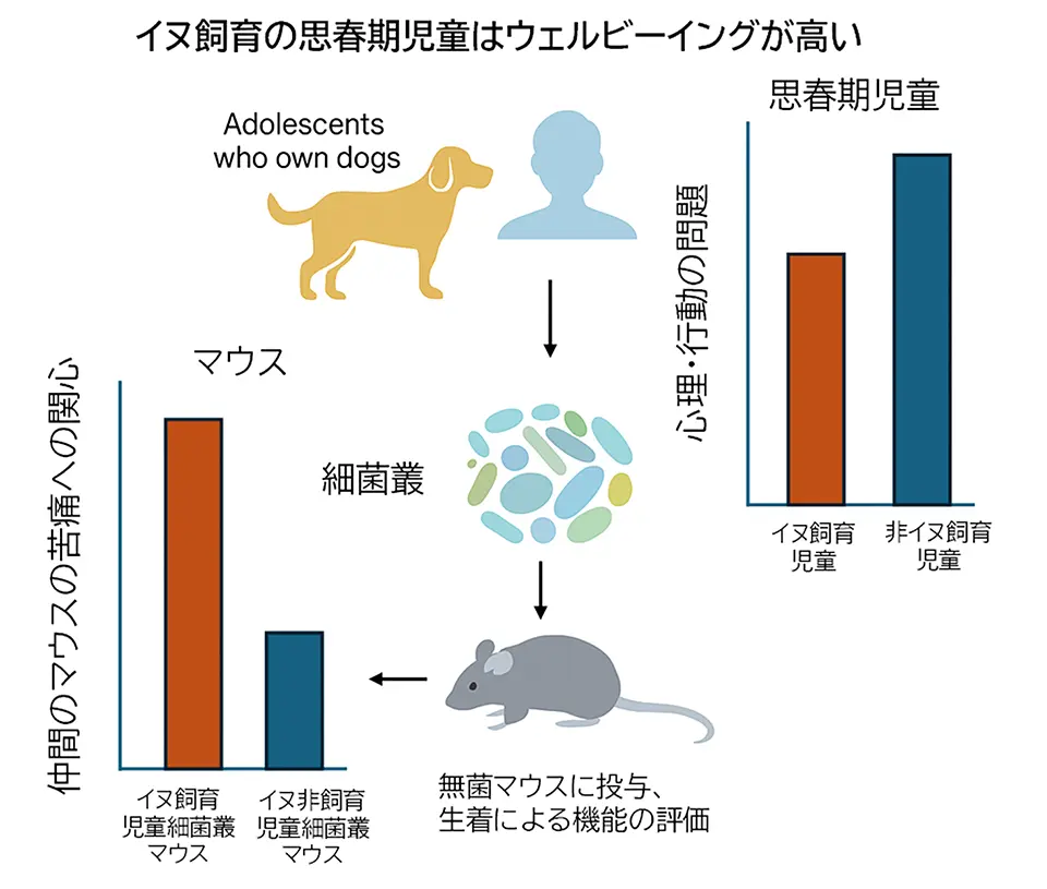 イヌ飼育の思春期児童はウェルビーイングが高い