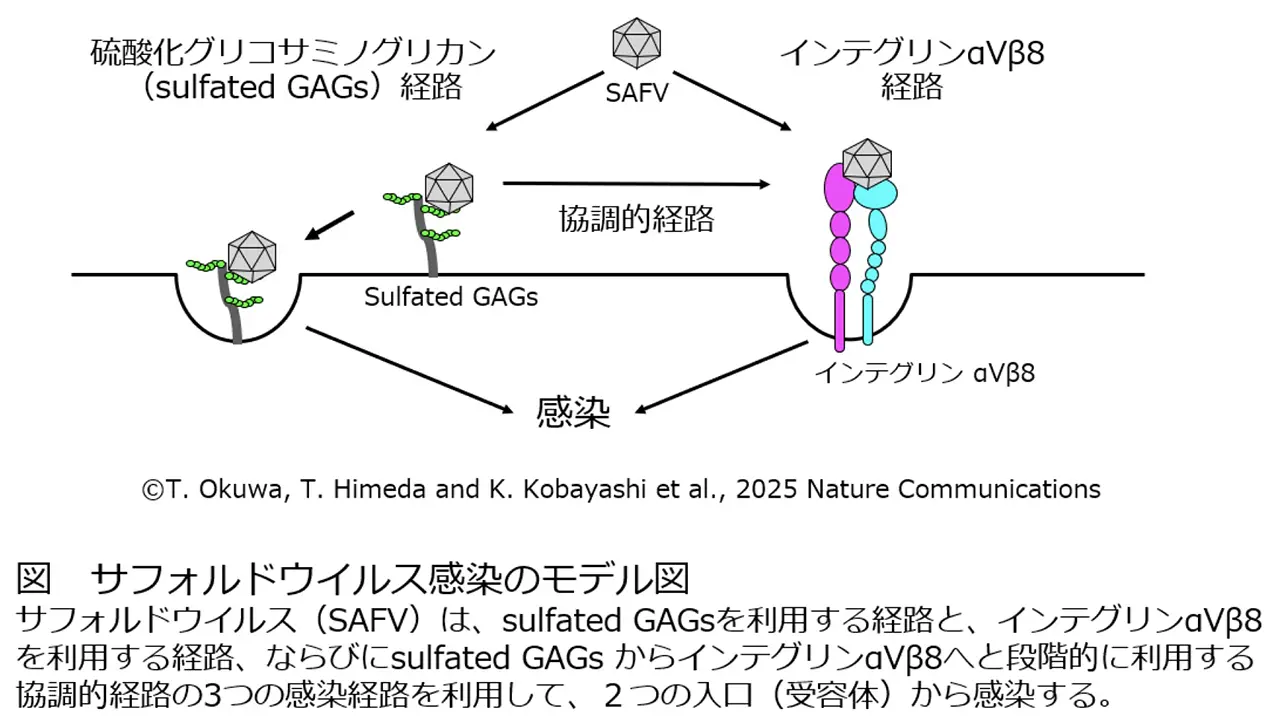 図1.孤独感の経時的パターンとメンタルヘルス不調リスクの関連. 孤独感が改善した人は、孤独感が持続した人に比べて、リスクが軽減される。