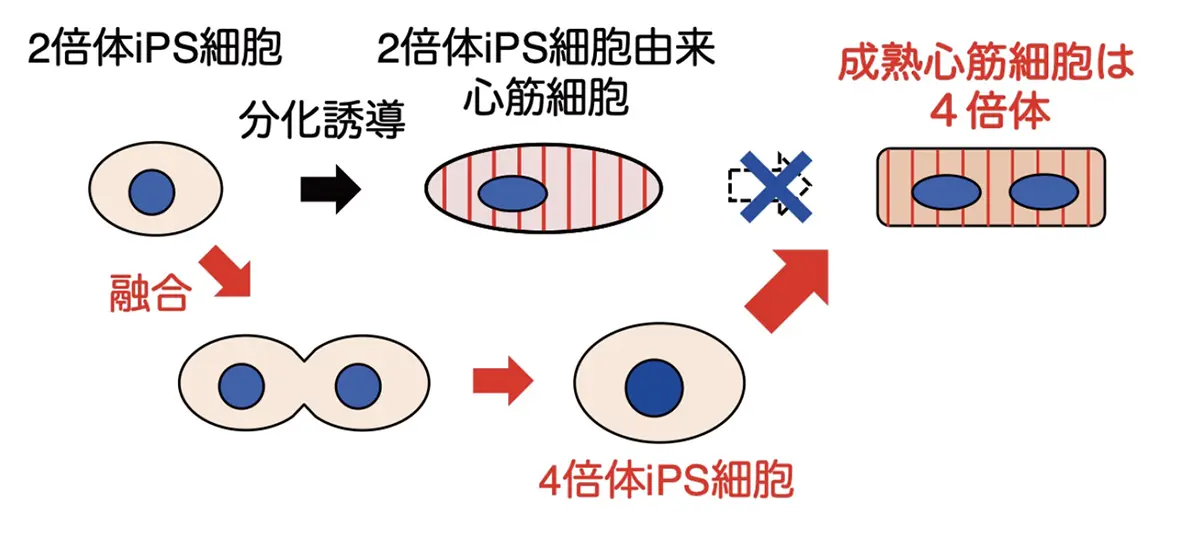 図1