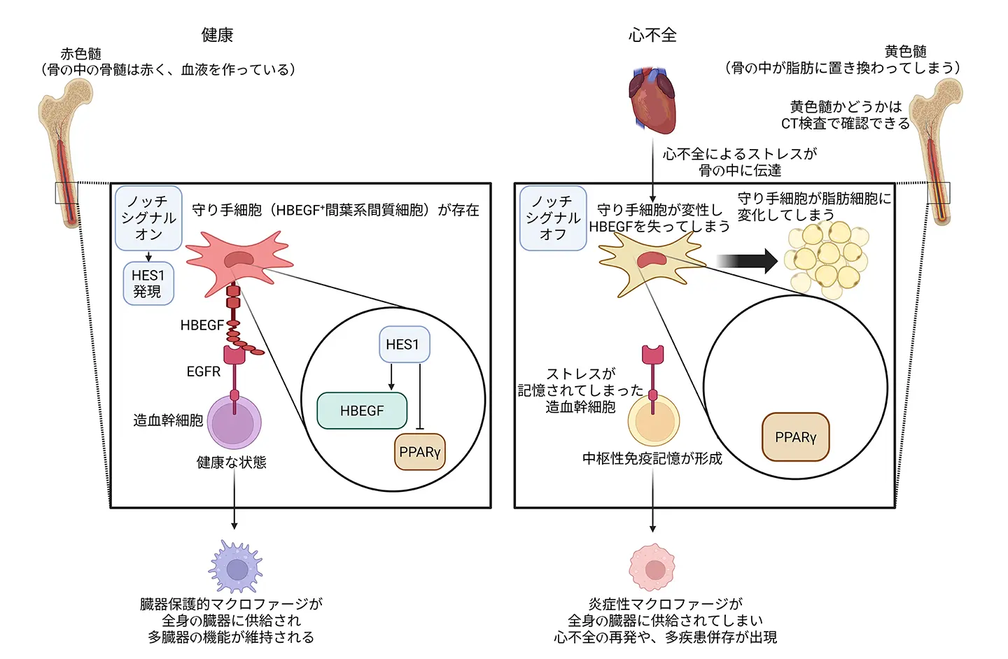 図2 “守り手”細胞による造血幹細胞の制御機構と、心不全によるその破綻。 